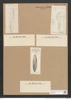 Amphiprora conspicua Grev. (de-Toni-Nr.: Genus 29, Species 1326) Zeichnungen Sammlung Grunow Nr. 2555 (NHMW-BOT-W0369736)